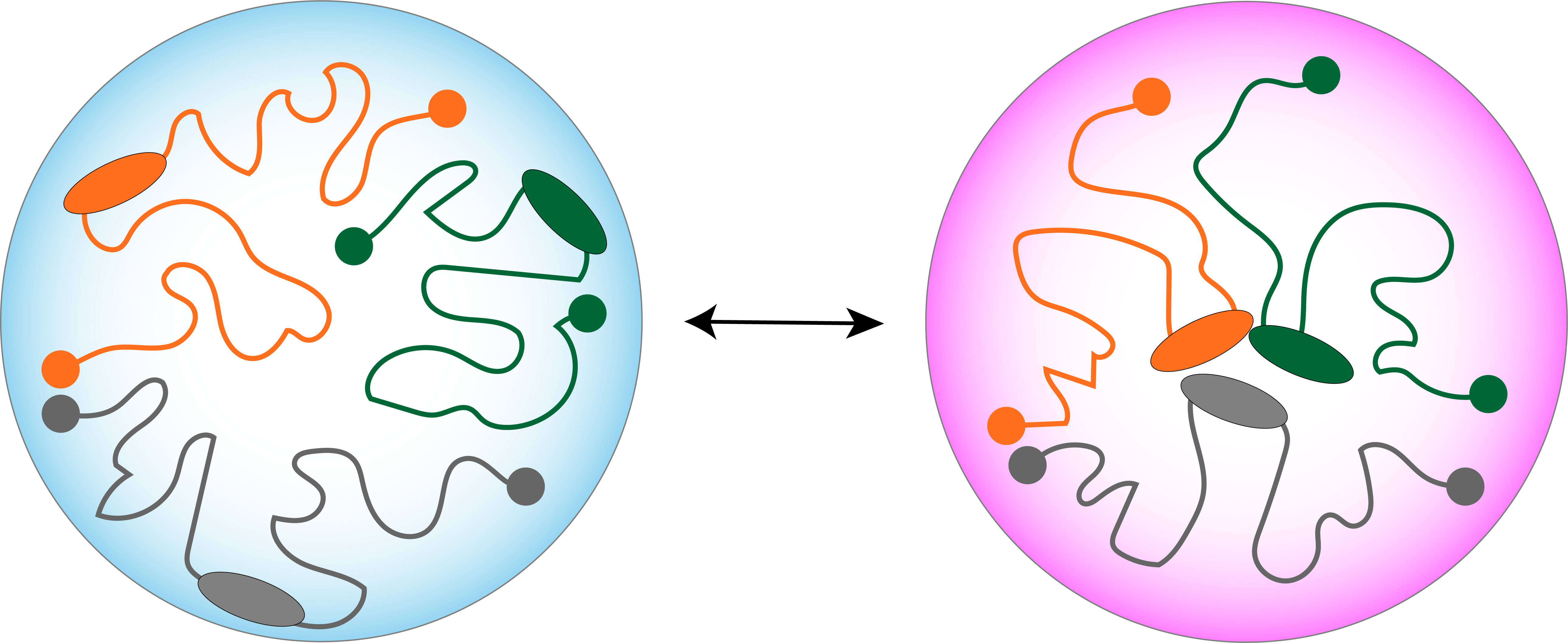 Image of two cell conditions showing how nuclear DNA can rearrange