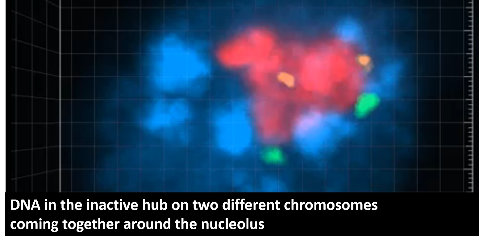DNA on two different chromosomes coming together around the nucleolus