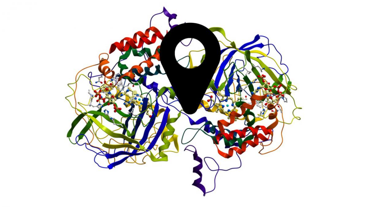 Picture of the Protein Structure of an Enzyme