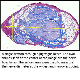 Image of a section through a pig vagus nerve