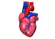 Hypertrophic Cardiomyopathy (HCM)