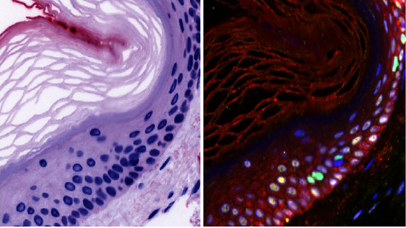 H&E and Cell Dive images of epidermis from Dr. Fiona Ginty at GE Research