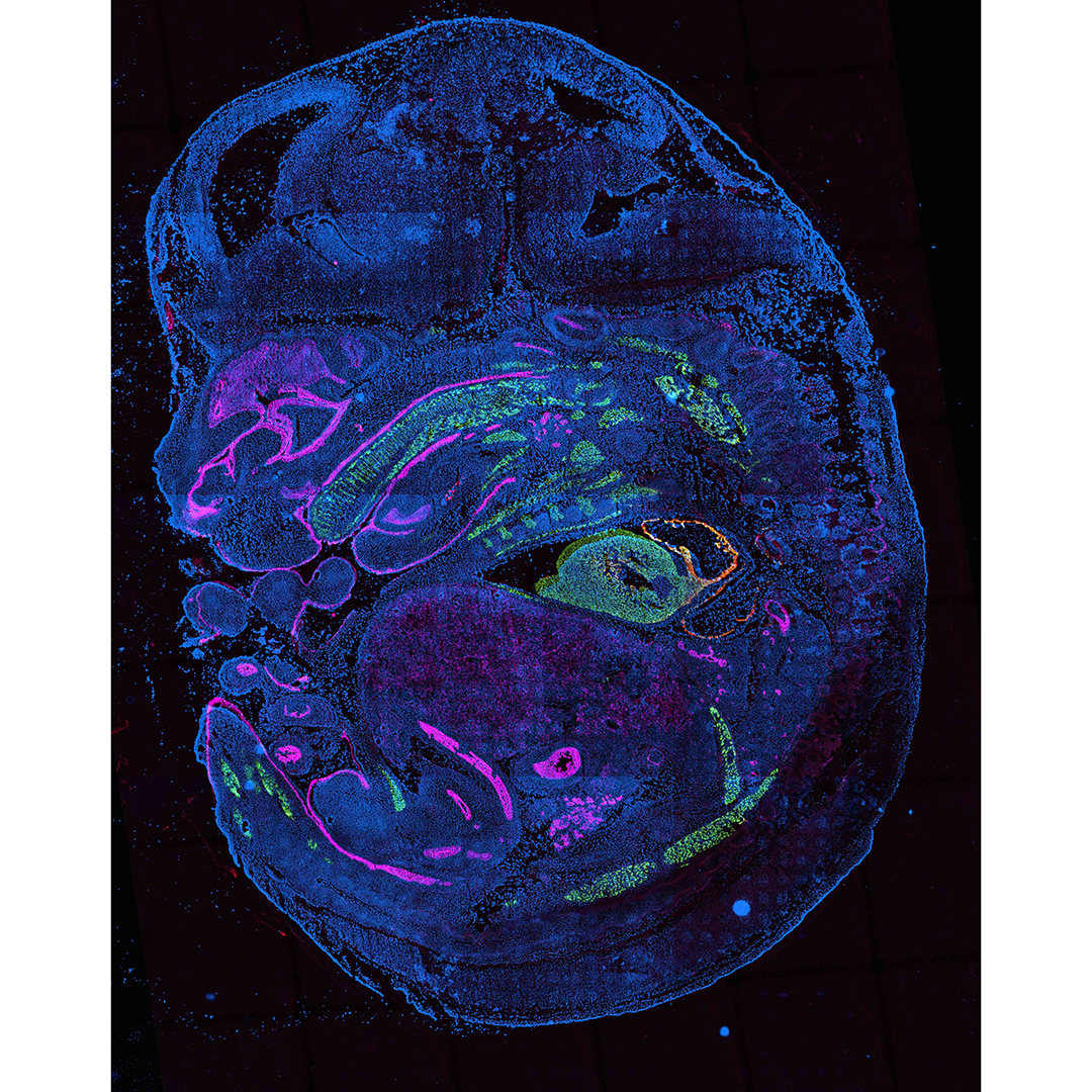 Sci-Space image of mouse embryo (stage E14), from Dr. Cole Trapnell at UW