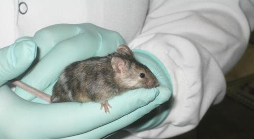 A mouse in the researcher's hands.