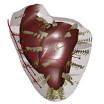 Picture of a heart model for simulations