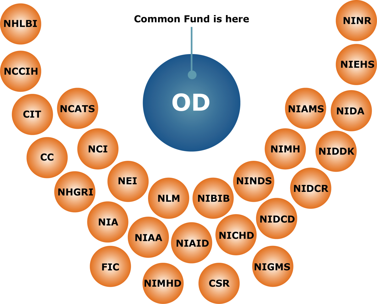 OD position within the NIH structure