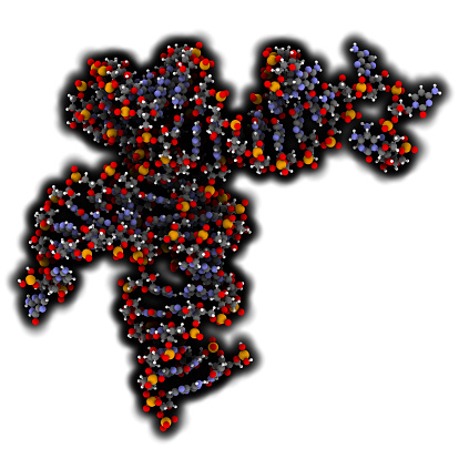 Transfer RNA molecule
