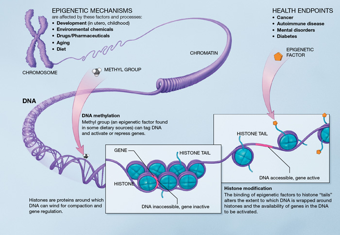 Epigenomic Mechanisms