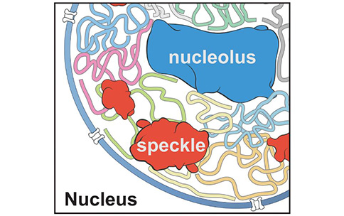 Organization of chromosomes around nuclear bodies.