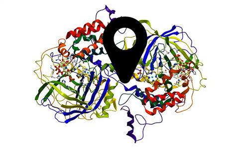 A decorative image of a protein's structure with a map marker in the center