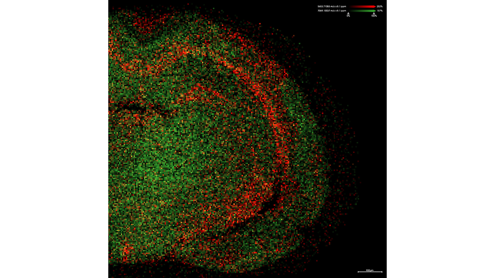 Mass spec image of H2 and H4 histones in rat brain, courtesy of Drs. Dusan Velickovic and Kevin Zemaitis at PNNL