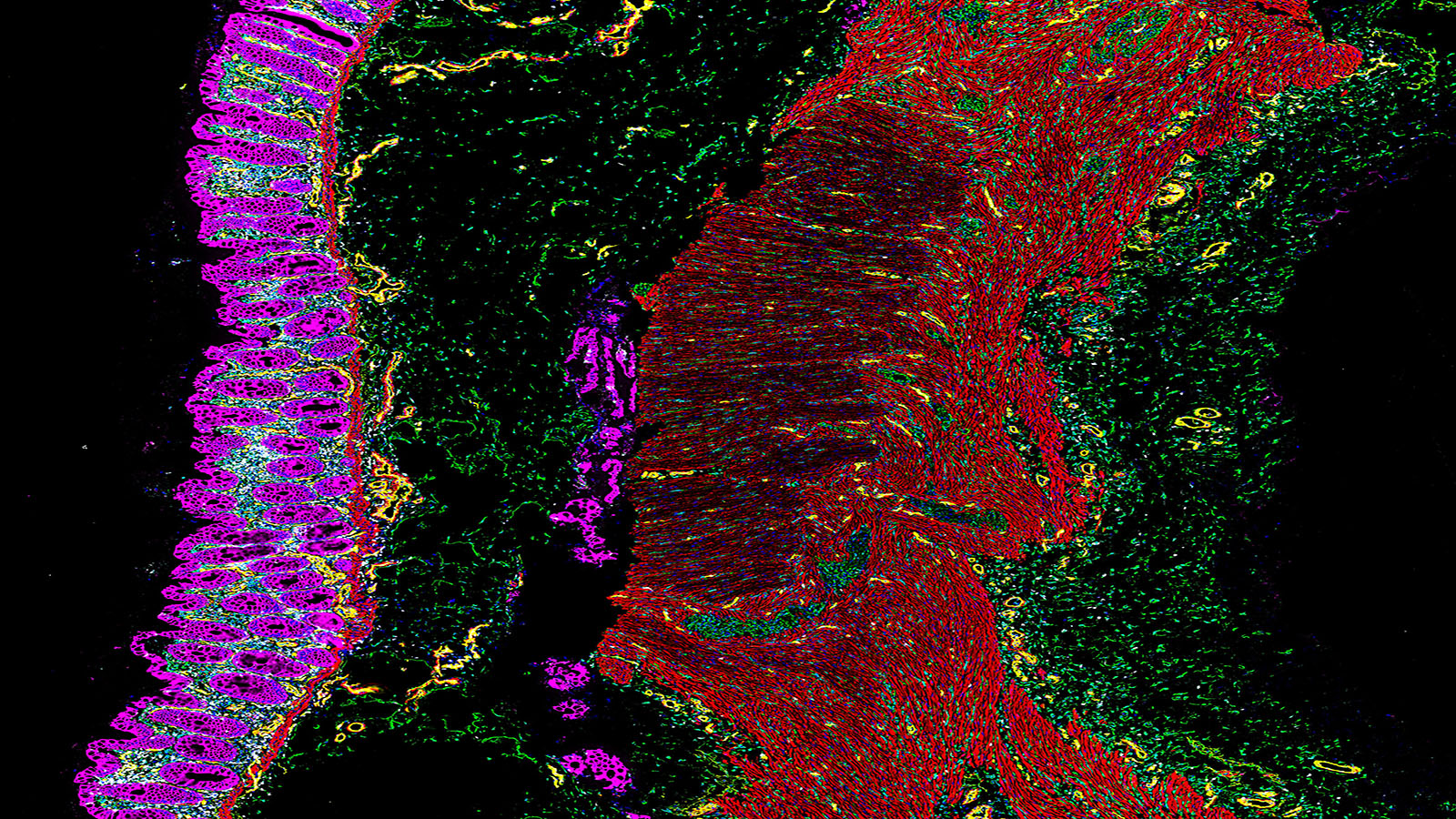 CODEX image of healthy human colon, from Dr. John Hickey of the Nolan Lab at Stanford