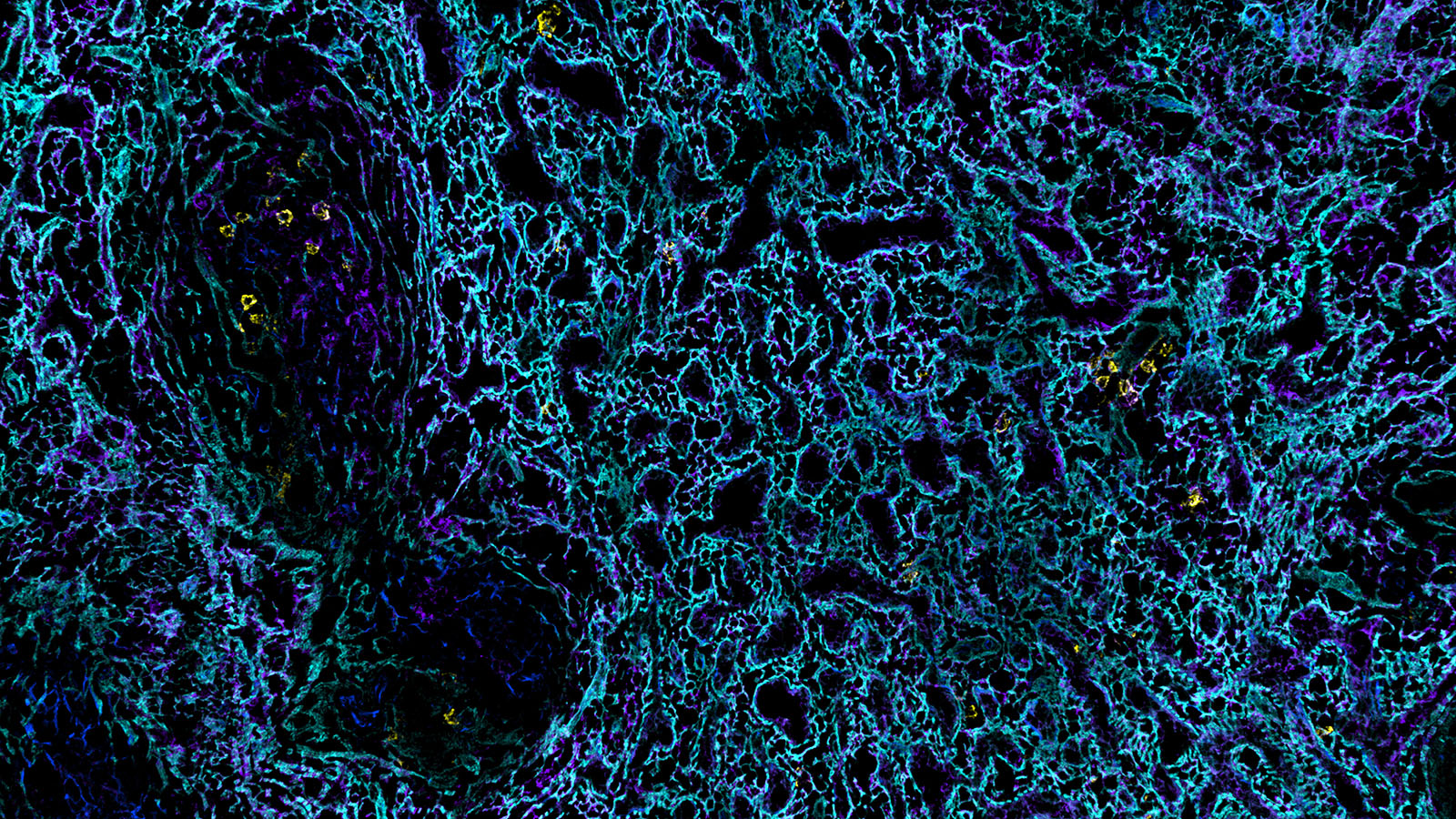 IBEX image of healthy human spleen, courtesy of Dr. Andrea Radtke of the Germain Lab at NIAID